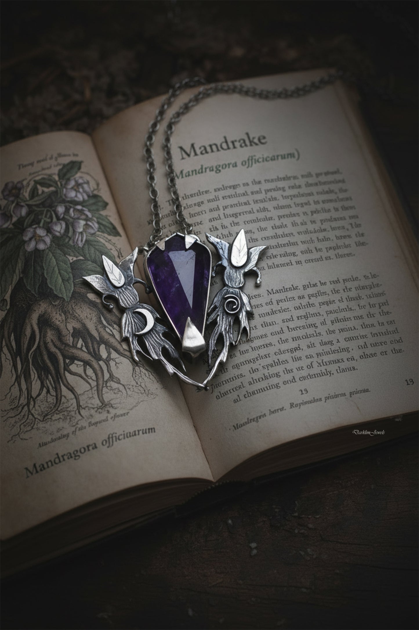 Root of the Witch’s Coven